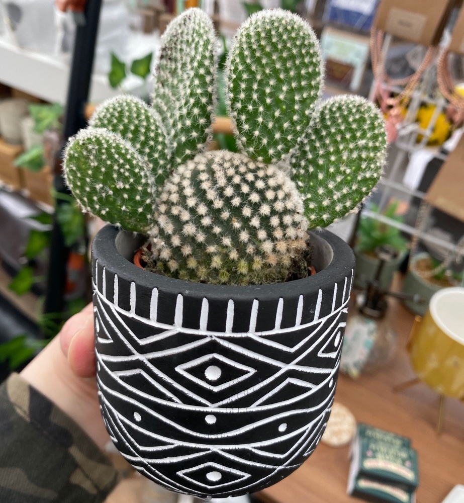 bunny ear cactus, small cactuses, small potted house plants for sale
