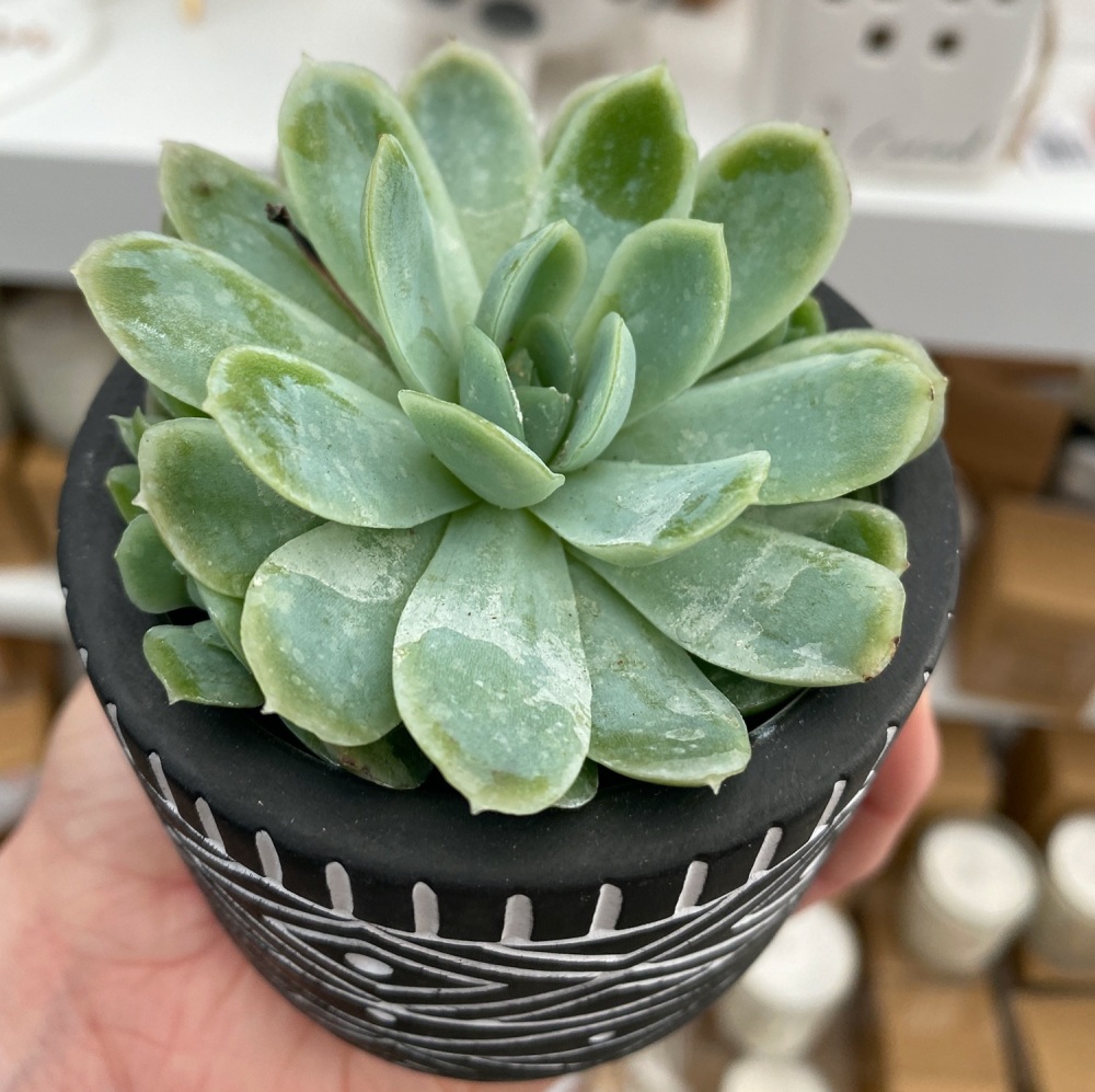 Small Succulent Plant - Various Choice