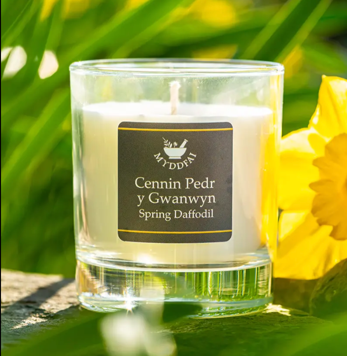 Cannwyll Cenin Pedr y Gwanwyn | Spring Daffodil Soya Candle
