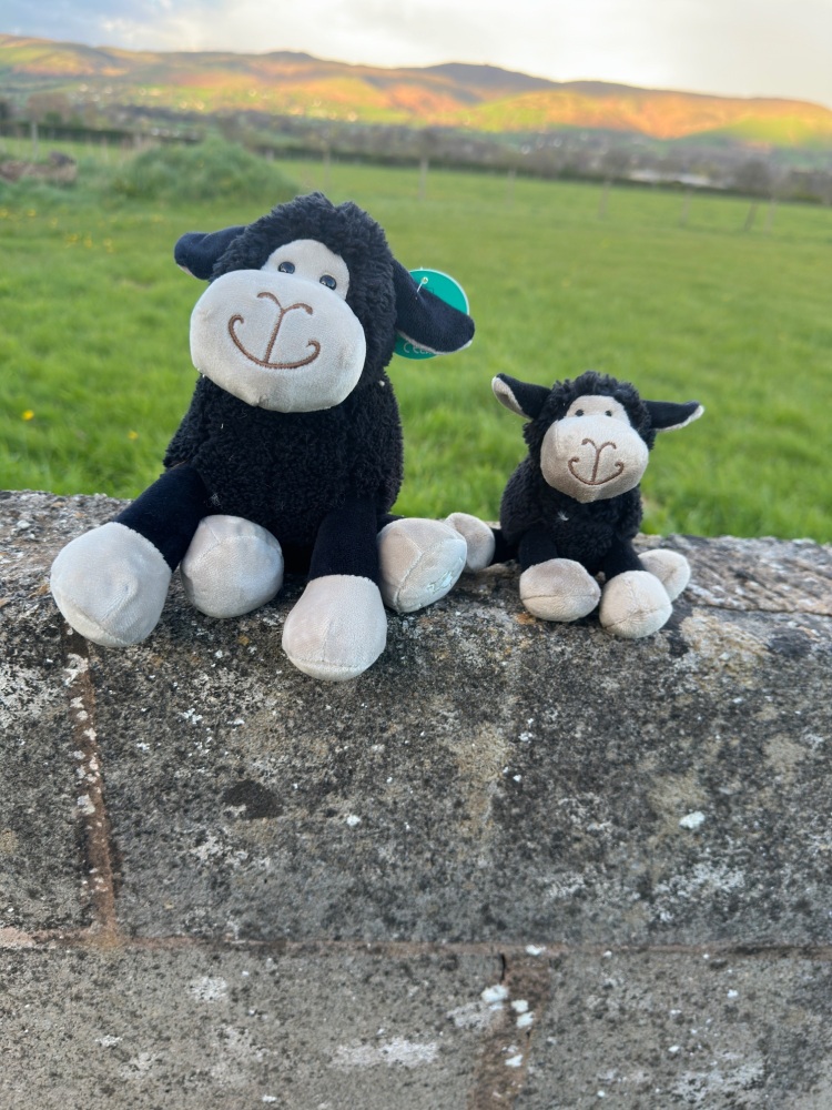 Mini Black Sheep Plush | Jomanda