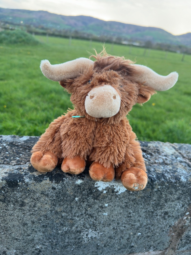 Highland Cow Small Teddy | Jomanda