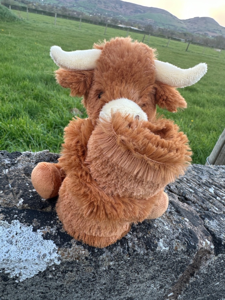 Highland Cow Baby Comforter Soother | Jomanda