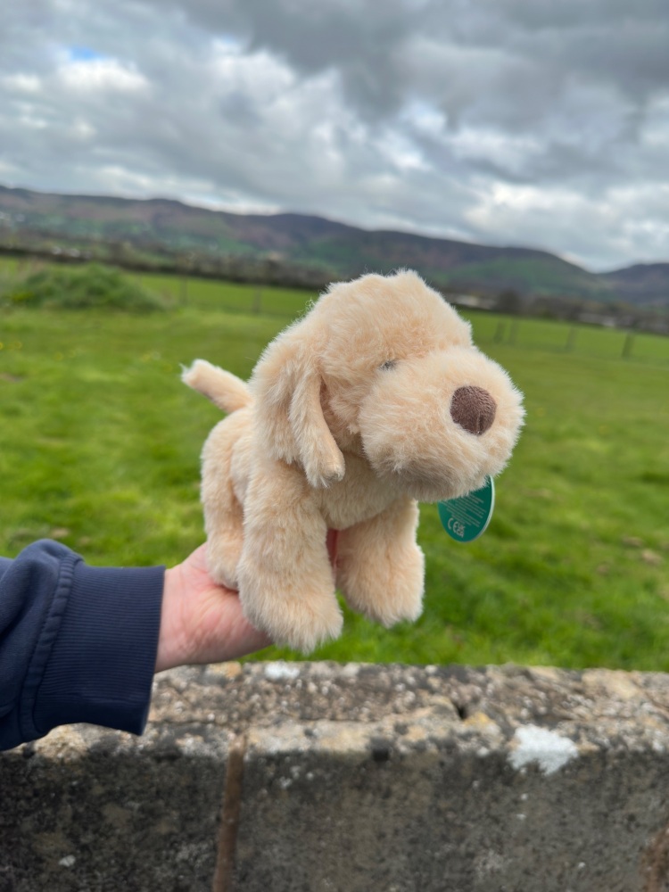 Golden Labrador Plush Teddy | Jomanda