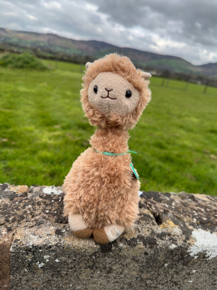 Alpaca Plush Teddy | Jomanda