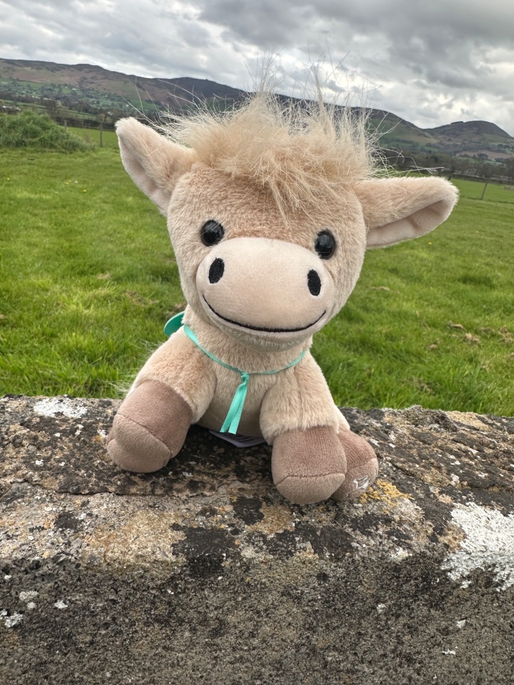 Horse Pony Plush Teddy | Jomanda