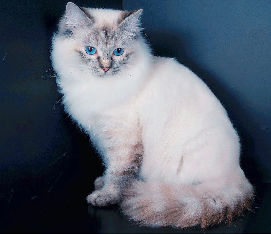 Gccf 2025 ragdoll breeders