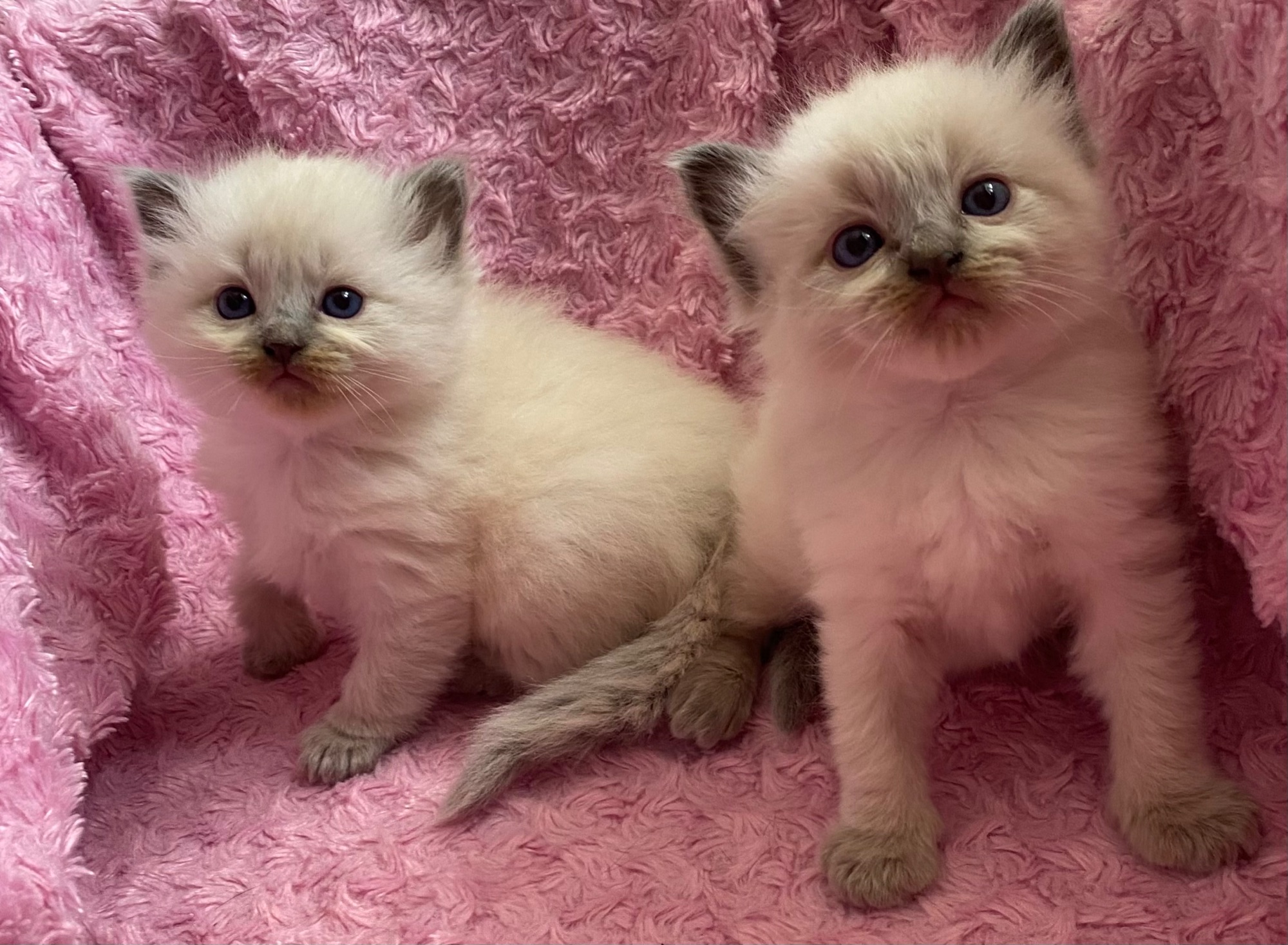 Available Ragdoll kittens