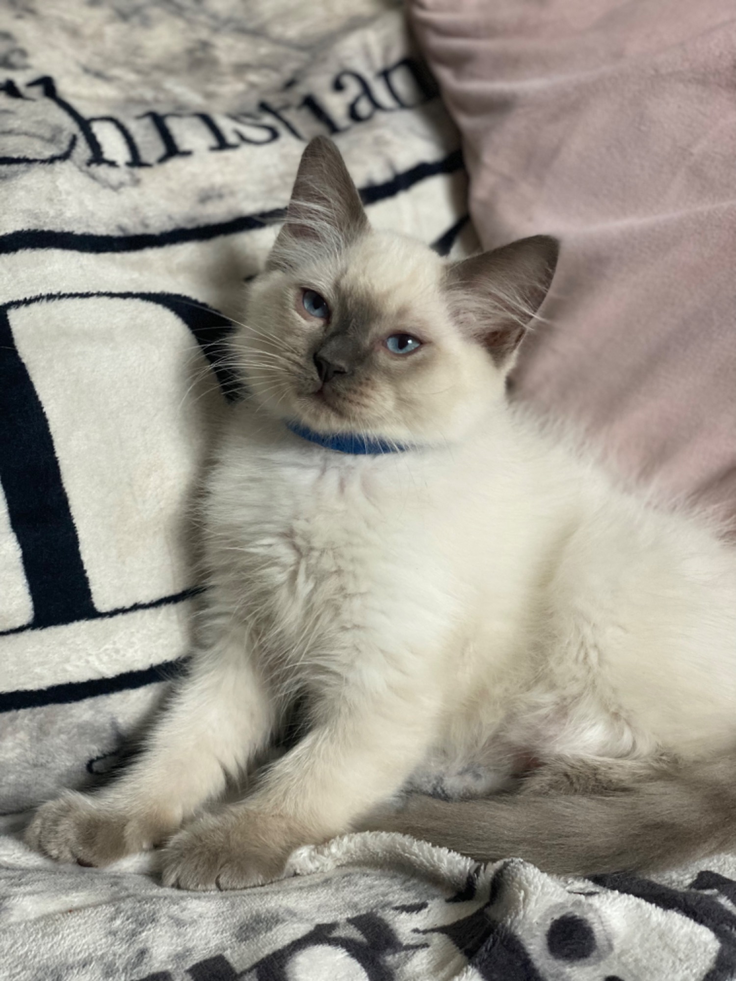 Blue Ragdoll Boy Kitten for sale Swindon. Registered Breeder 