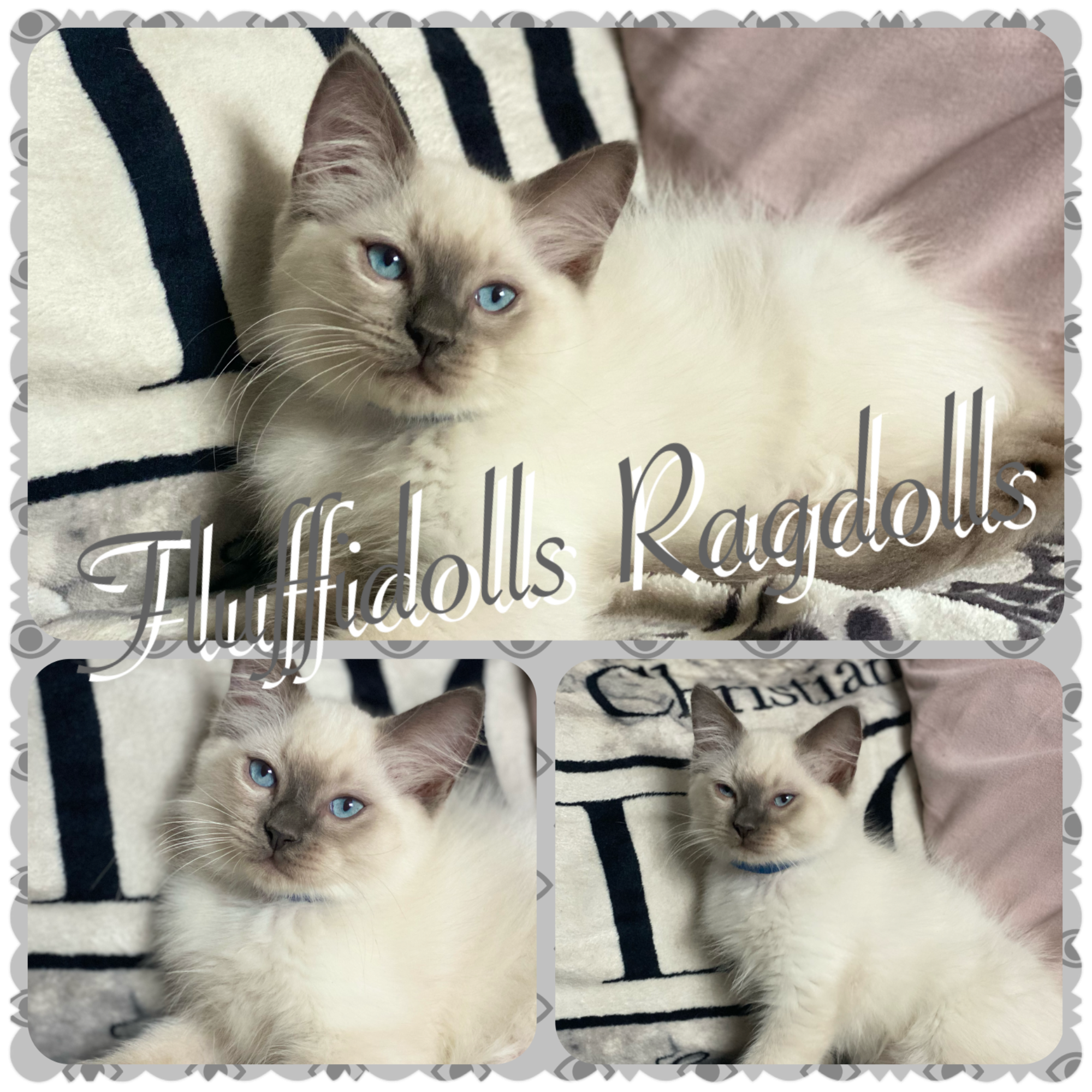 Fluffidolls Ragdolls Kittens available for homes Swindon Wiltshire uk