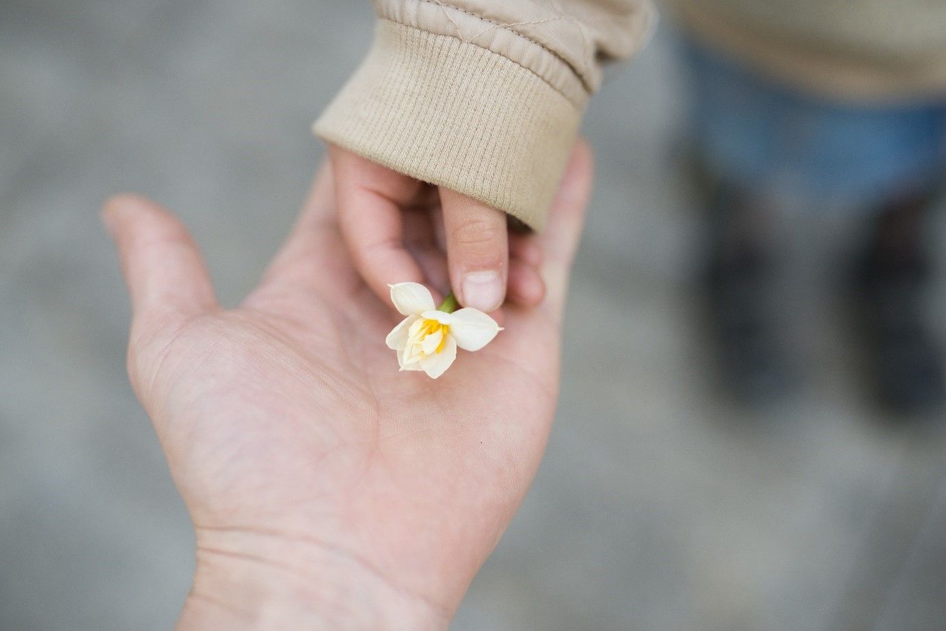 Child's hand with flower