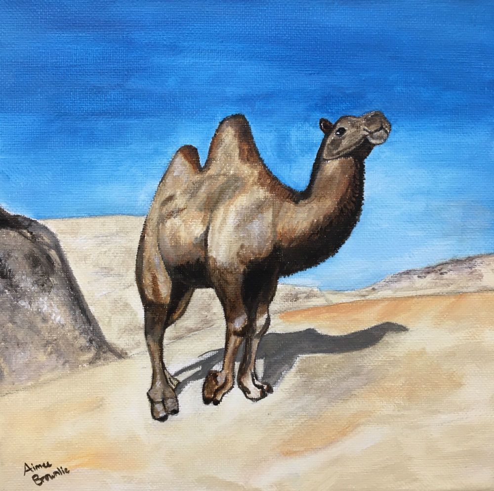 Bactrian Camel 