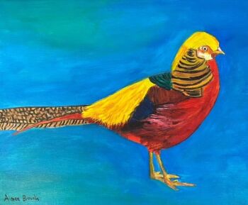 Golden Pheasant