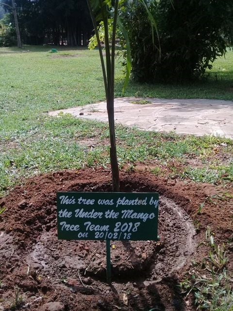 Sarova Whitesands tree