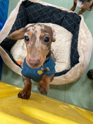 Cooper in a soft bed