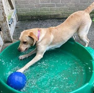 Harper in pool