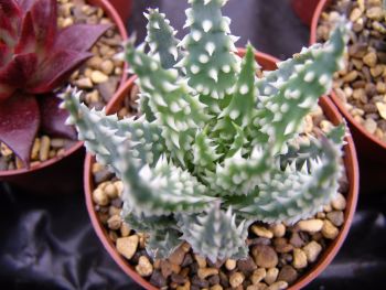 Aloe humilis x pratense Selected Toothy fm 9cm