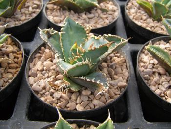 Agave titanota 10.5cm