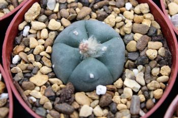 Lophophora williamsii 6.5cm