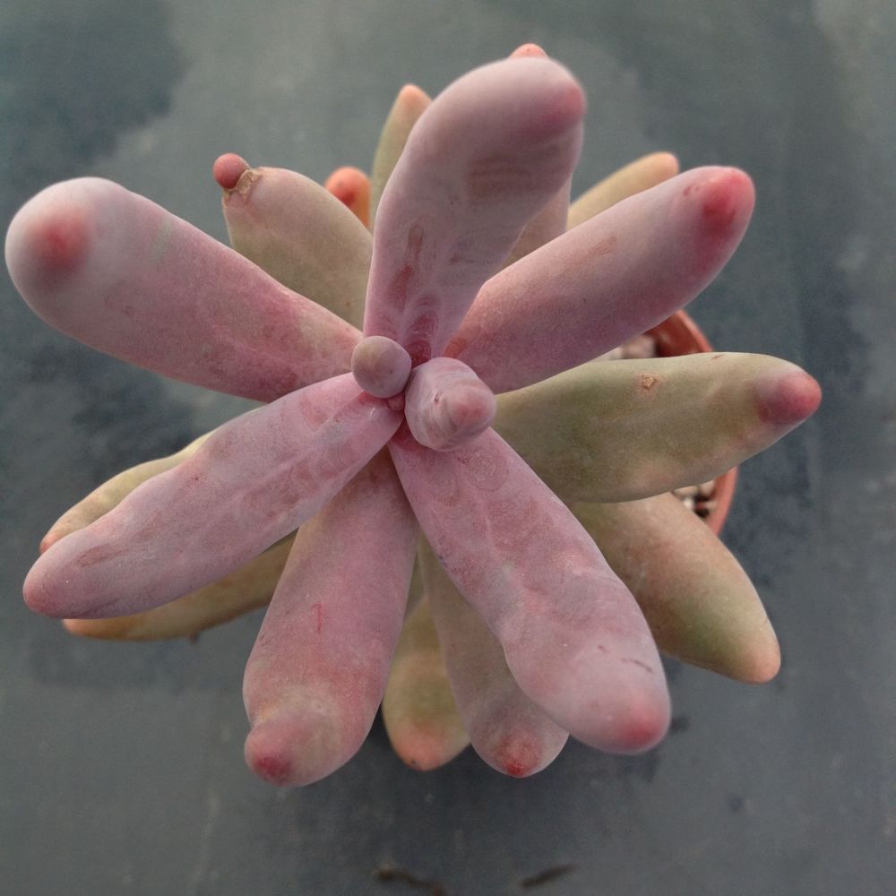Pachyphytum cv Ganzhou 6.5cm