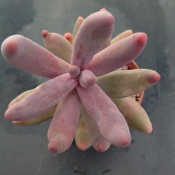 Pachyphytum cv Ganzhou 9cm