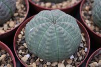 Euphorbia obesa 9cm