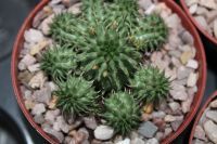 Euphorbia suzannae 9cm