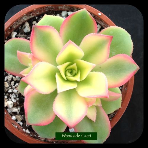 Aeonium cv haworthii 9cm