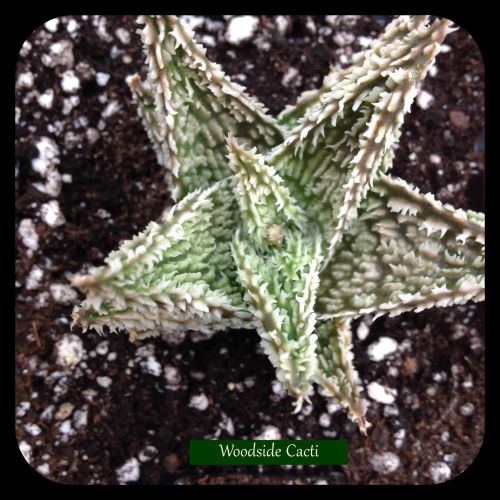 Aloe  cv Ice Crystal 9cm