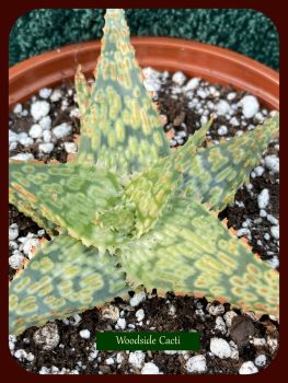  Aloe cv Lime Fizz 10.5cm
