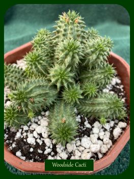 Euphorbia suzannae 12cm