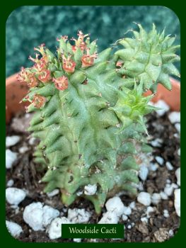 Euphorbia suzannae 6.5cm
