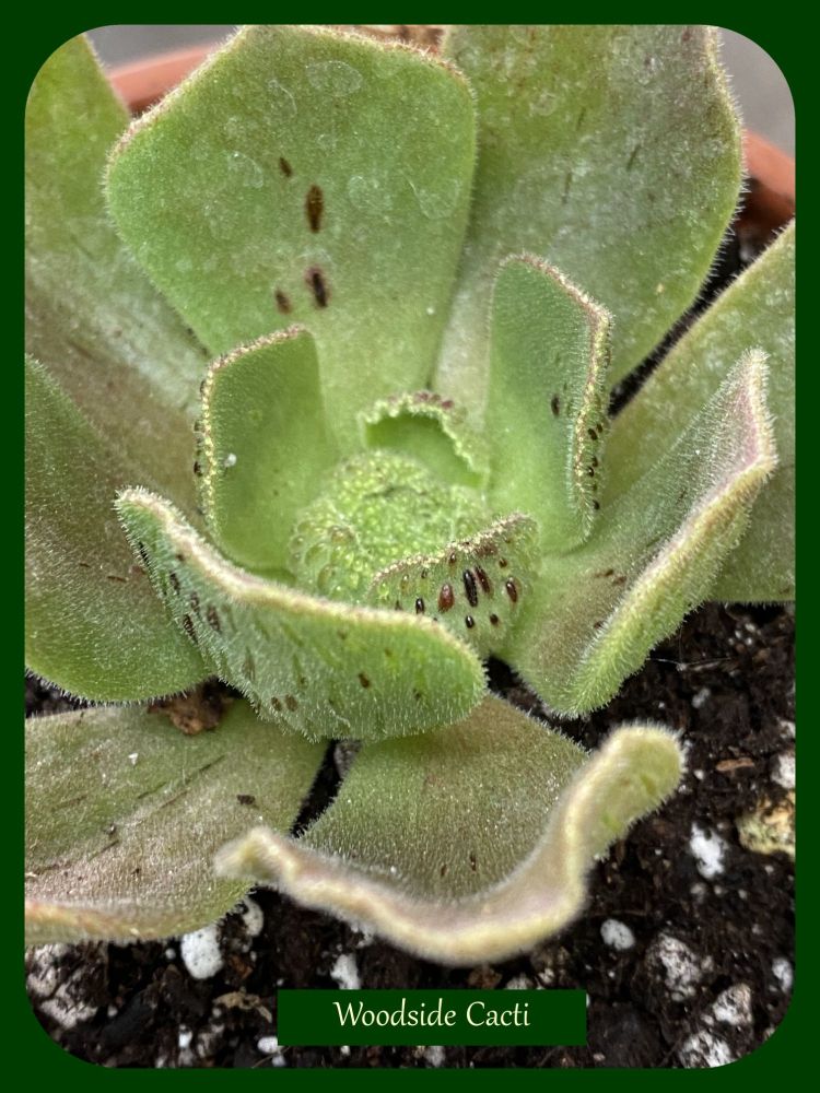 Aeonium smithii