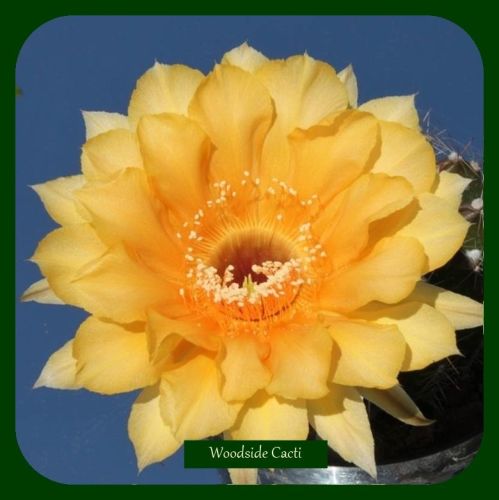 Echinopsis Schick Hybrid cv Samantha Smith