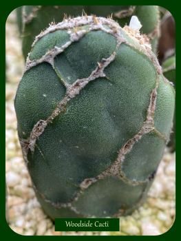 Opuntia zebrina reticulata 6.5cm
