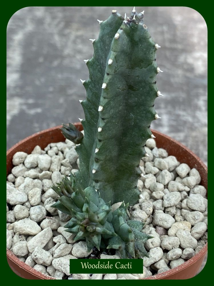 Huernia zebrina