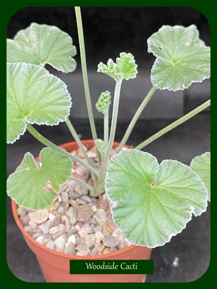 Pelargonium reniforme 6.5cm