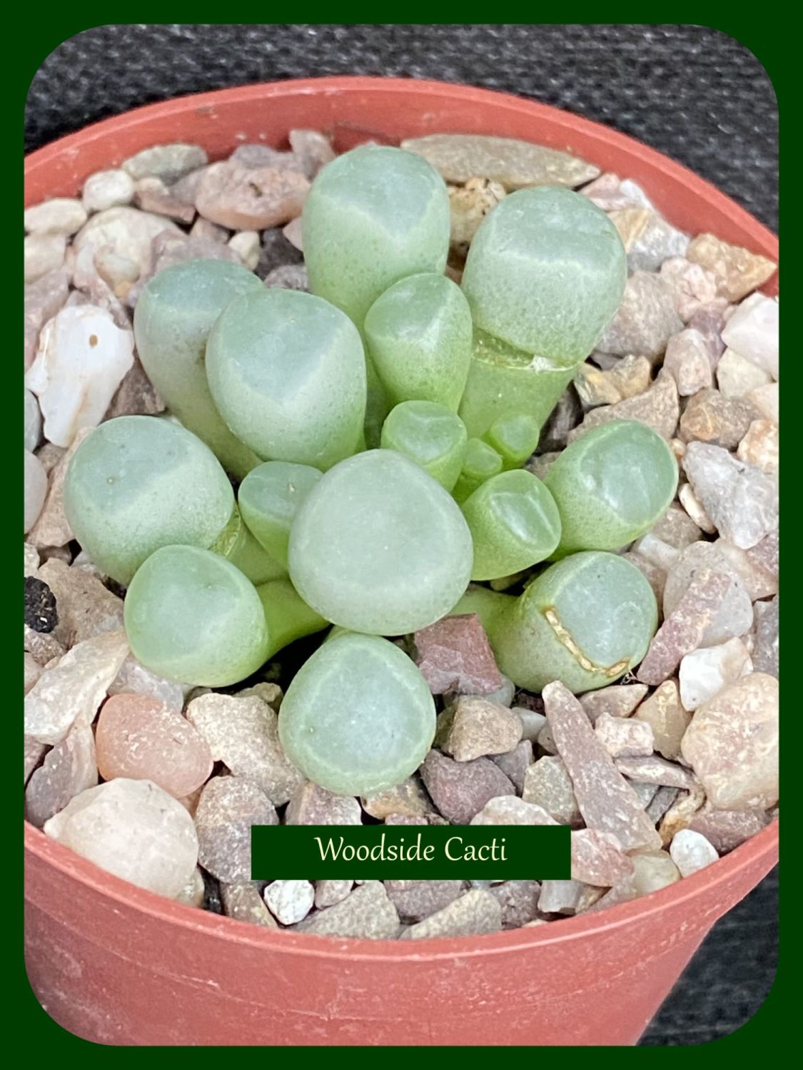 Fenestraria rhopalophylla 6.5cm