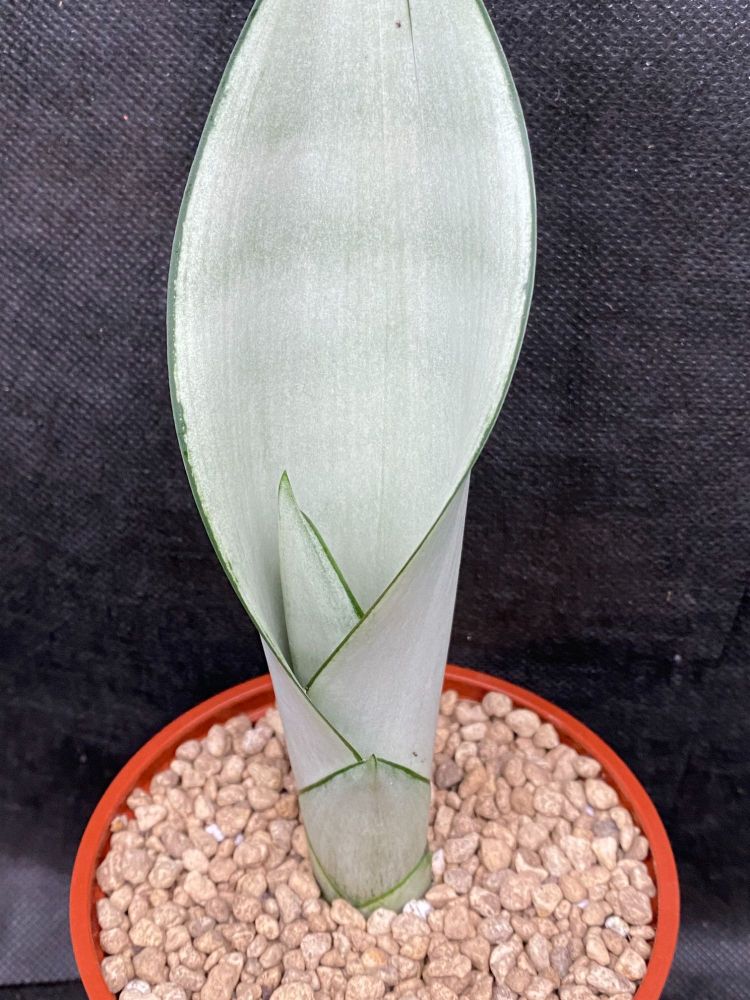 Sansevieria cv Mettalica 10.5cm