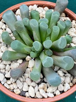 Frithia pulchra 6.5cm