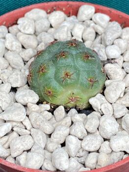 Tephrocactus bonnieae 6.5cm