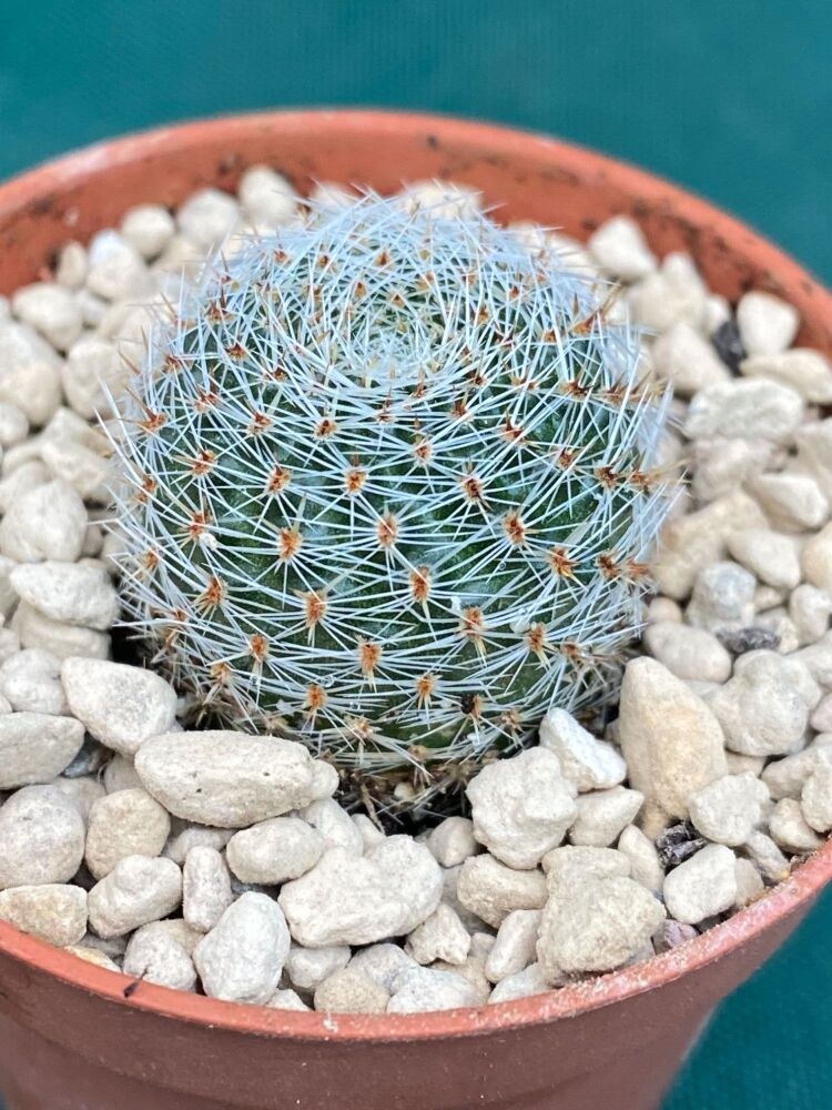 Rebutia cv Pink Perfection