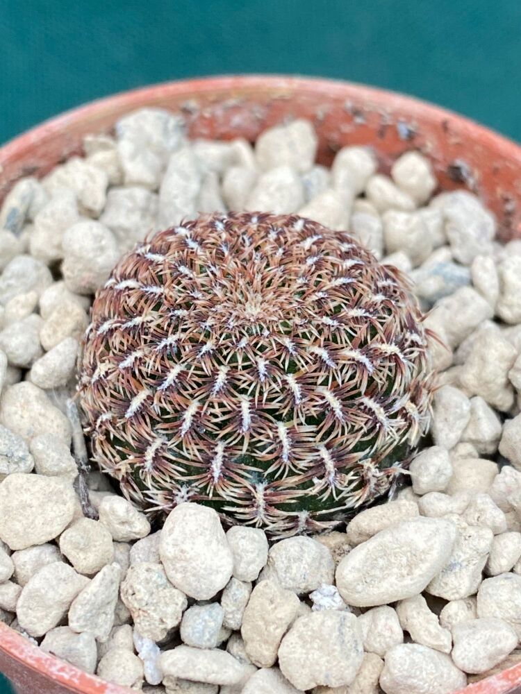 Sulcorebutia albissima