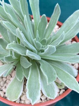 Aeonium cv Ballerina variegata 10.5cm