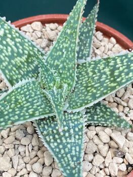 Aloe hybrid 10.5cm