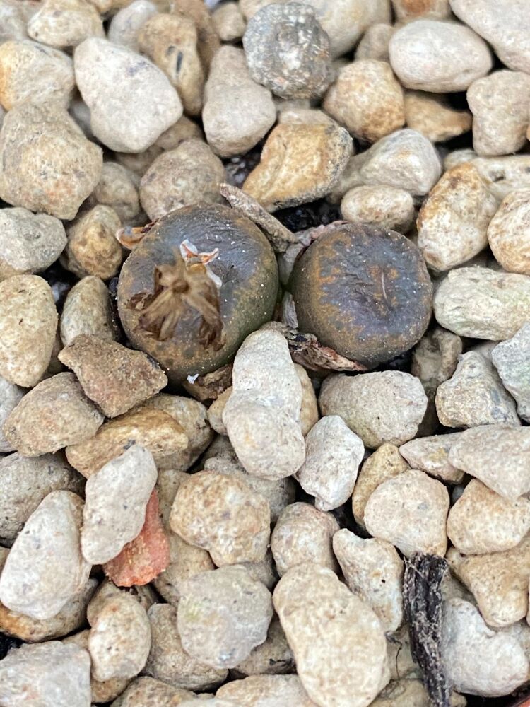 Conophytum lithopsioides