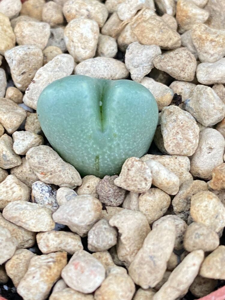 Conophytum violaciflorum CR1039