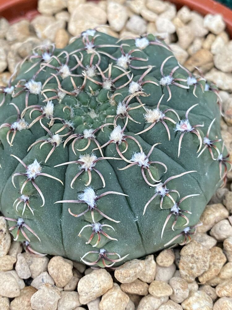 Gymnocalycium parvulum 9cm