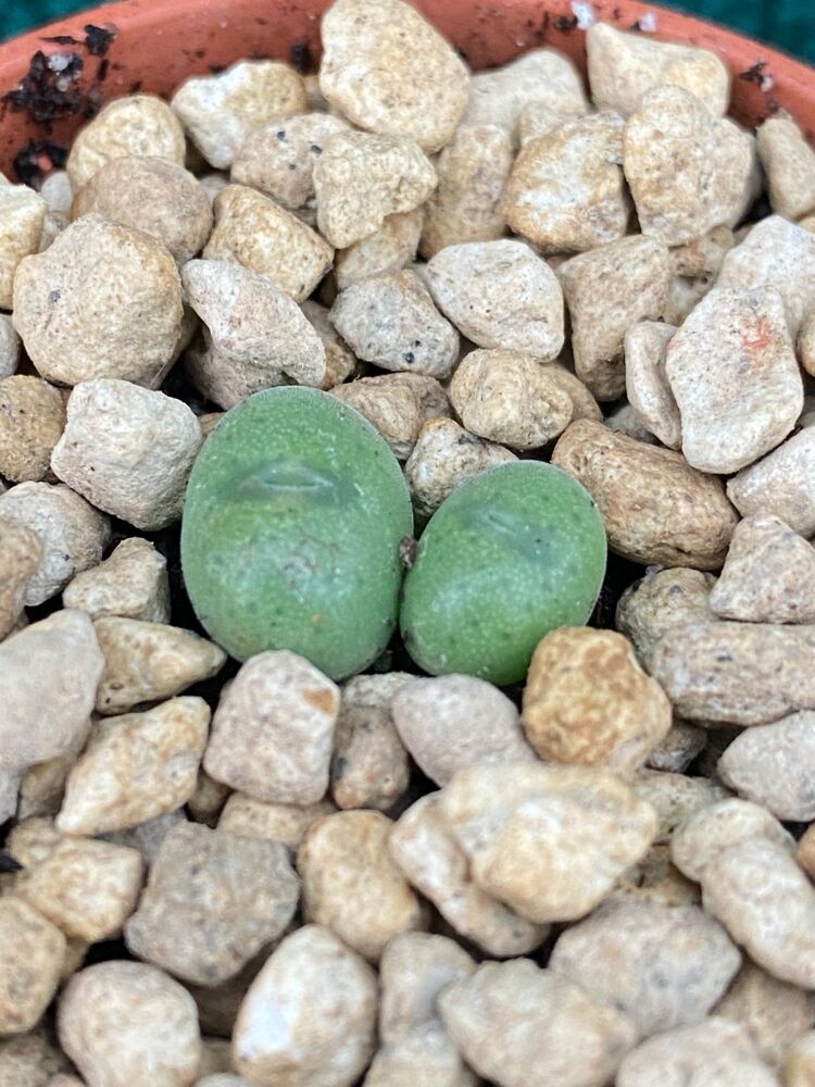 Conophytum velutinum 5.5cm