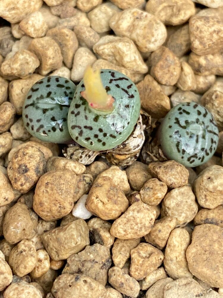 Conophytum minimum '' Wittebergense ''