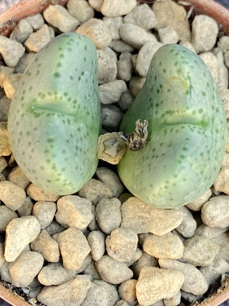 Conophytum taylorianum